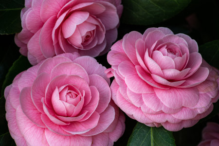 Pink camellia flowers close up in a garden, natural backgroundの写真素材