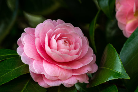 Pink camellia flower on green leaves background. Close up.の写真素材