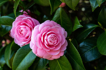 Pink camellia flowers on green leaves background, close up.の写真素材