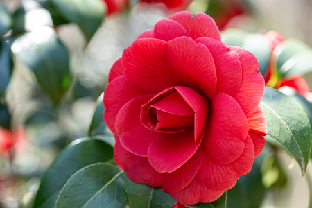Beautiful red camellia flower blooming in the garden.の写真素材