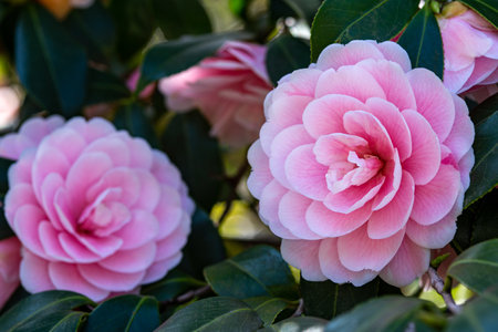 Pink camellia flowers in the garden, close up shot.の写真素材