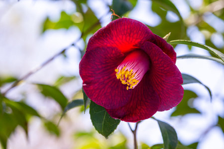 Camellia japonica âKon-wabisukeâ flower in the garden.の写真素材