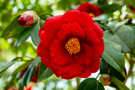 Red camellia flower on a background of green leaves in the gardenの写真素材
