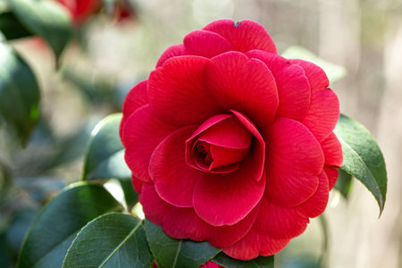 Camellia japonica 'Kouotomeâ flower in the garden.の写真素材
