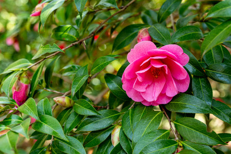 Pink camellia flower blooming in the garden on green leaves backgroundの写真素材