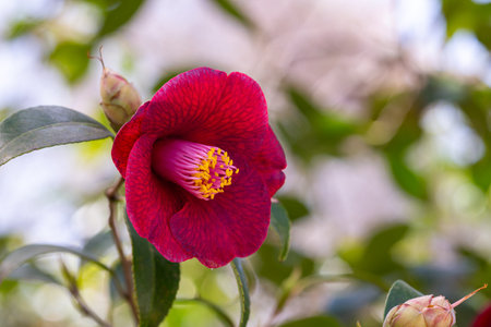 Camellia japonica âKon-wabisukeâ flower in the garden.の写真素材