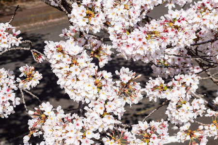cherry blossom in japan,sakura in spring seasonの写真素材