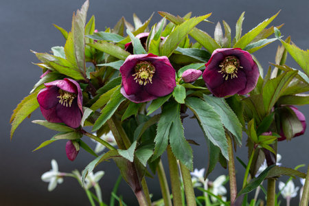 Purple hellebore flowers on a dark background close upの写真素材