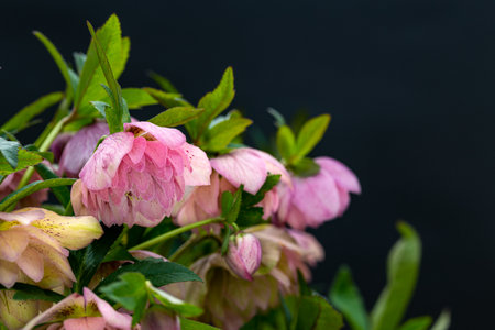 Beautiful pink hellebore flowers on a black background.の写真素材