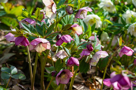 Beautiful hellebore flowers blooming in the spring forest.の写真素材