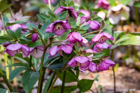 Purple hellebore flowers blooming in the garden.の写真素材