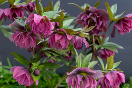 Purple hellebore flowers on a dark background close upの写真素材