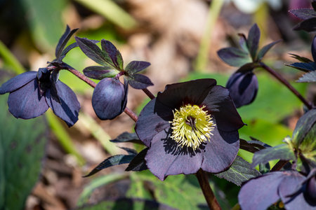 Black hellebore flowers blooming in early spring garden.の写真素材