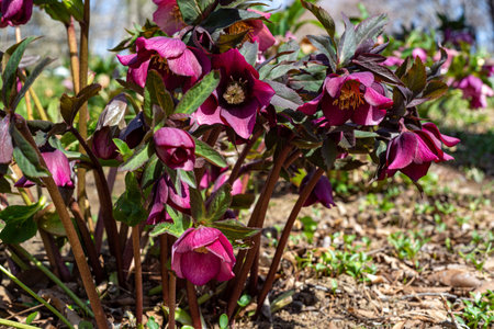 Purple hellebore blooming in the spring garden.の写真素材