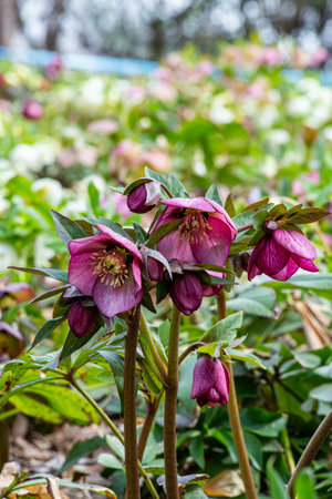 Purple hellebore flowers in the garden, springtimeの写真素材