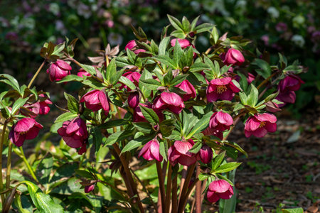 Red hellebore flowers blooming in the spring garden.の写真素材