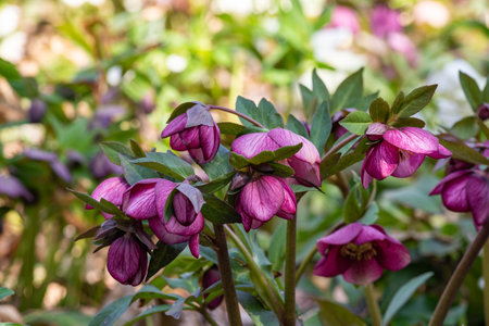 Purple hellebore flowers blooming in early spring garden.の写真素材