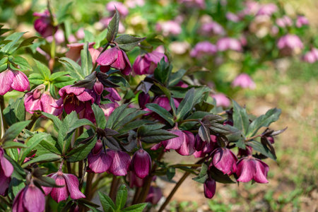 Purple hellebore flowers blooming in early spring garden.の写真素材