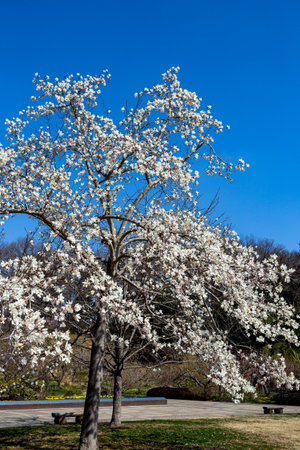Beautiful magnolia flowers that shine in the blue sky.の写真素材