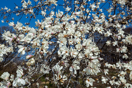 Beautiful magnolia flowers that shine in the blue sky.の写真素材