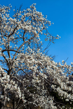 Beautiful magnolia flowers that shine in the blue sky.の写真素材