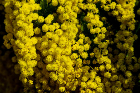 Close up of yellow mimosa flowers, selective focus, spring backgroundの写真素材