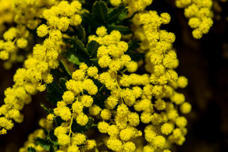 Yellow mimosa flowers close-up. Spring background. Shallow depth of fieldの写真素材