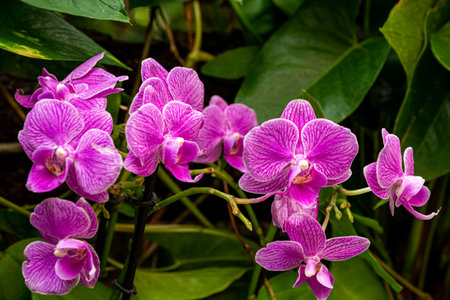 Purple orchids blooming in botanical garden, Japan.の写真素材