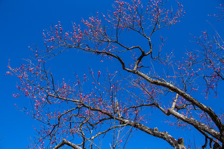 Branches and flowers of plum blossoms with good branching in the blue sky background.の写真素材
