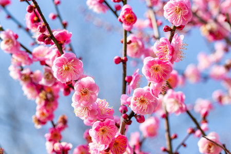 Close-up of pink plum blossoms blooming in the forest in early spring.の写真素材