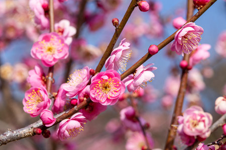 plum blossom in spring, closeup of pink flowers.の写真素材
