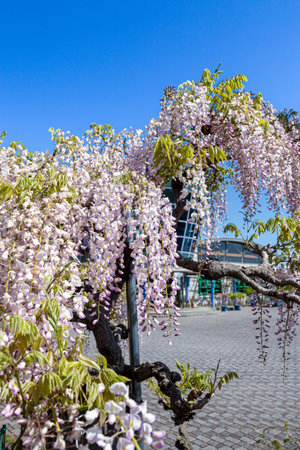 Wisteria flowers in full bloom in the city park in springの写真素材