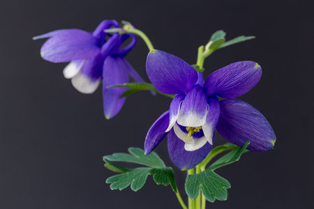 Neat and clean aquilegia flowers blooming in the garden.の写真素材