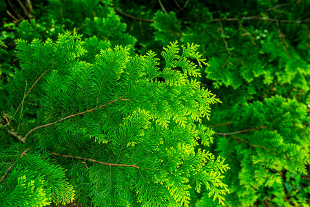 Beautiful japanese cypress leaf in the forest.
