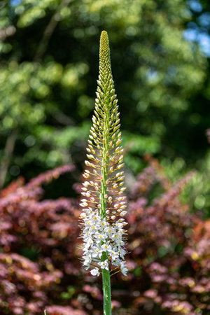 Eremurus flower growing tall with many flowers in the garden.の写真素材