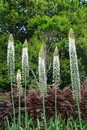 Eremurus flower growing tall with many flowers in the garden.の写真素材