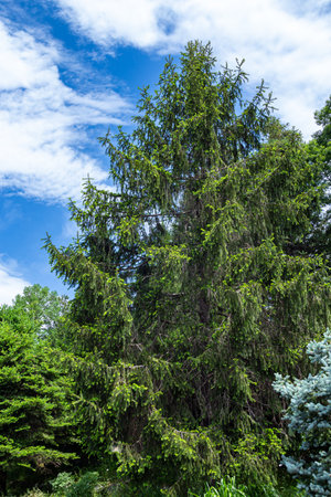 Norway spruce with many spruces in spring.の写真素材