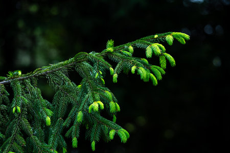 Norway spruce with many spruces in spring.の写真素材