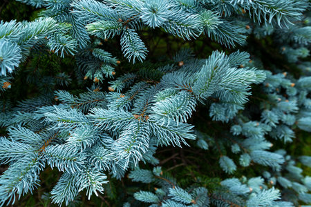 Beautiful spruce of picea pungens in spring.の写真素材