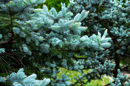 Beautiful spruce of picea pungens in spring.の写真素材