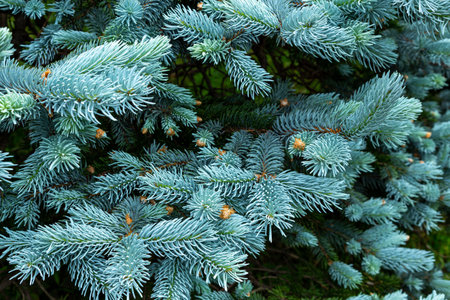 Beautiful spruce of picea pungens in spring.の写真素材