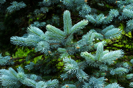 Beautiful spruce of picea pungens in spring.の写真素材
