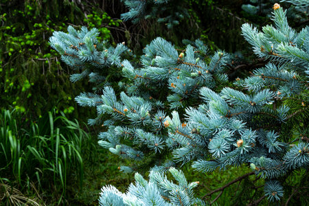 Beautiful spruce of picea pungens in spring.の写真素材