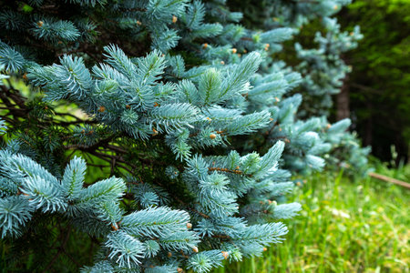 Beautiful spruce of picea pungens in spring.の写真素材