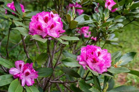 Rhododendron flowers bloomed in the forest.の写真素材