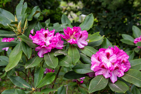 Rhododendron flowers bloomed in the forest.の写真素材
