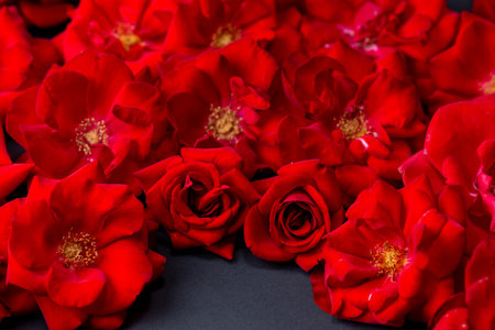 Velvet red rose on gray background.