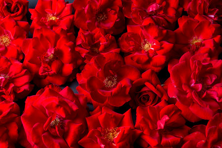 Velvet red rose on gray background.の写真素材