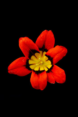 Bright red sparaxis flower with black background.の写真素材