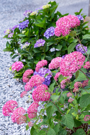 Pink hydrangea flowers blooming in the summer garden.の写真素材